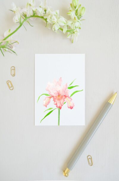 ansichtkaart met baard iris in roze, aquarel geschilderd